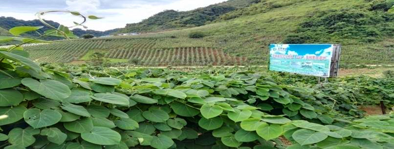 植物藥基地4_副本.jpg